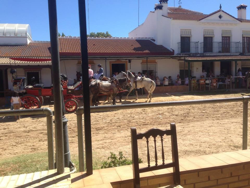 Romería de Pentecostés 2014 — foto 95