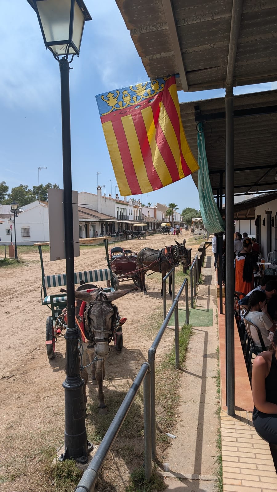Romería de Pentecostés 2026 — foto 217